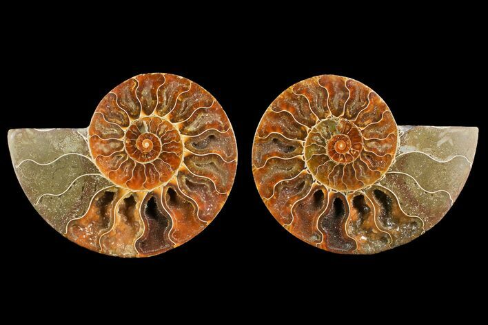 Agate Replaced Ammonite Fossil - Madagascar #150914